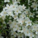 Philadelphus sp. fleur P7